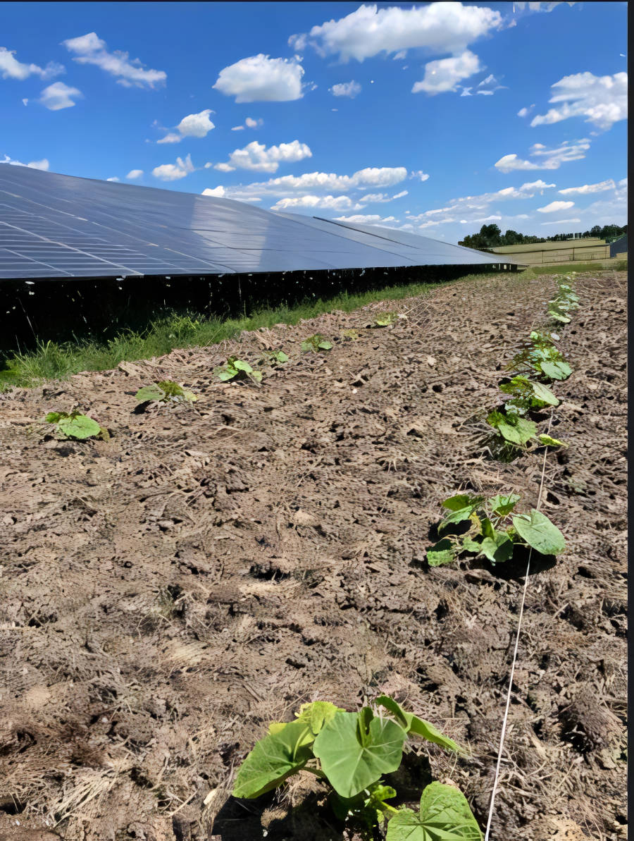 solar tomaten 1