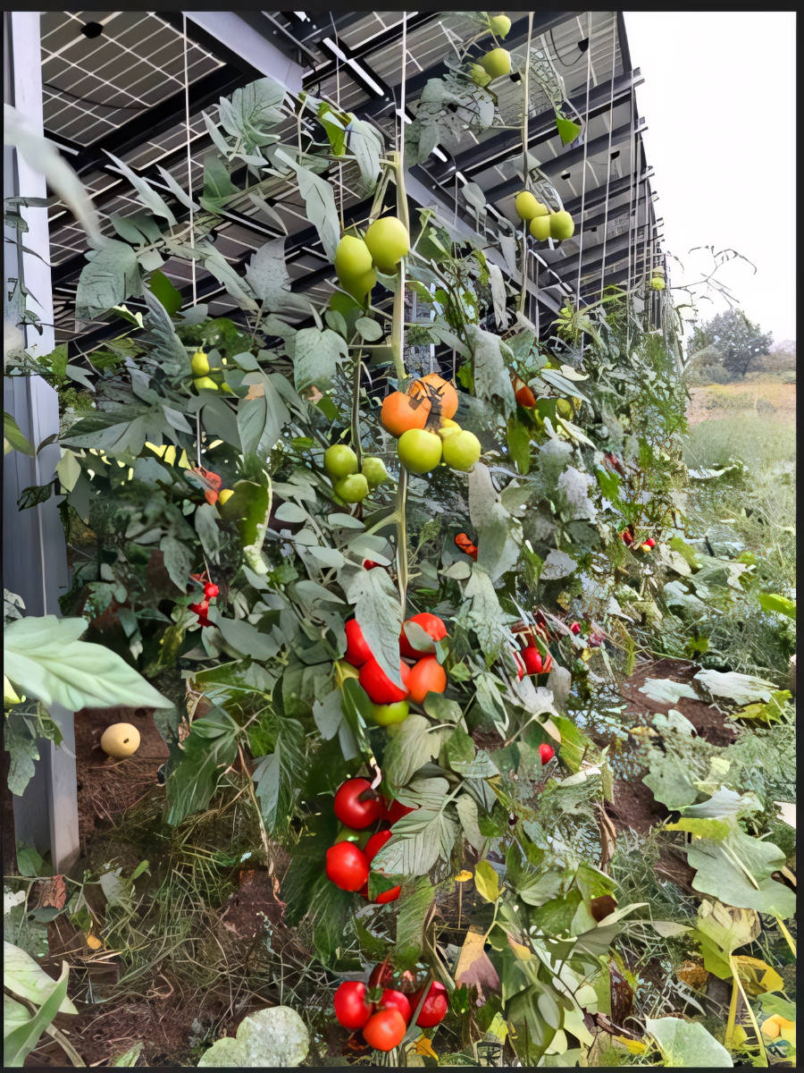 solar tomaten 2